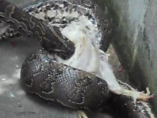 mon petit dejeuner ( serpent )