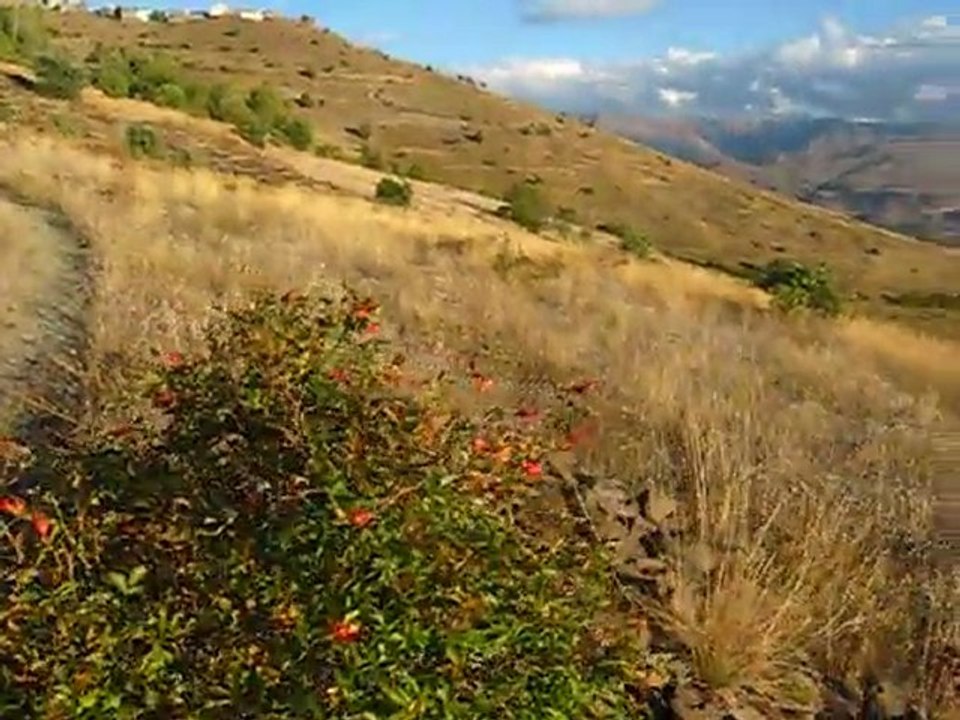 2010 Tarlalar, Esenyurt Köyü, Pazaryolu