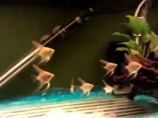 Anubias