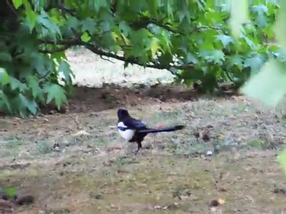 AGRESSION EN DIRECT ! des pies attaquent un chat