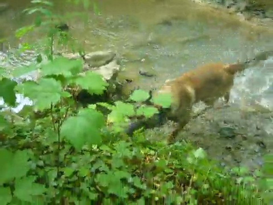 Dodge à la rivière Avril 2011