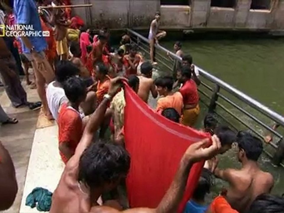Monkeys in India