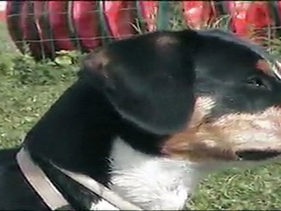 Fulkie bouvier d'entlebuch 8,5 mois