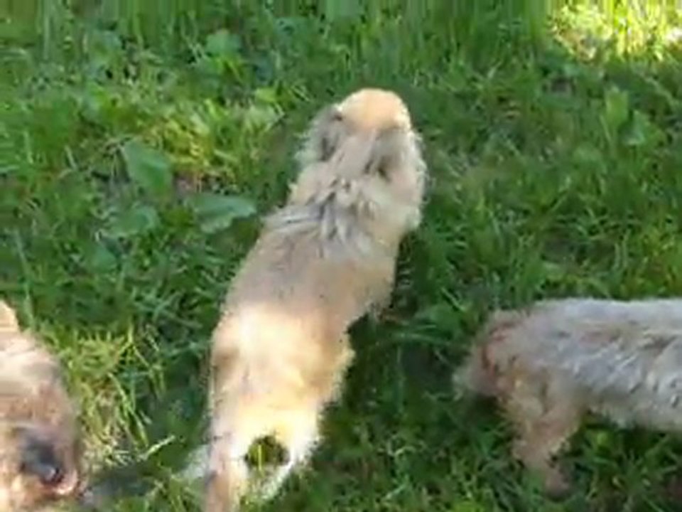daysie , chipe , lucie,  tara en promenade