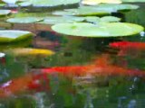 Fish Pond at Feeding Time 2