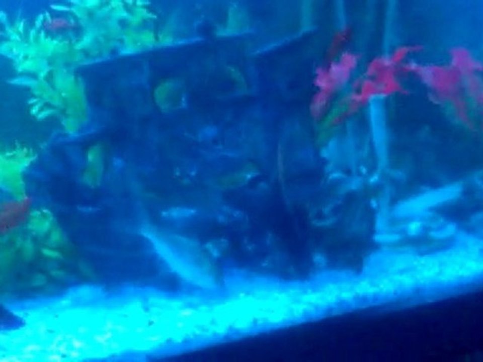 Canlı Doğuranlar ve Aynalı ve israil sazanı :) 3