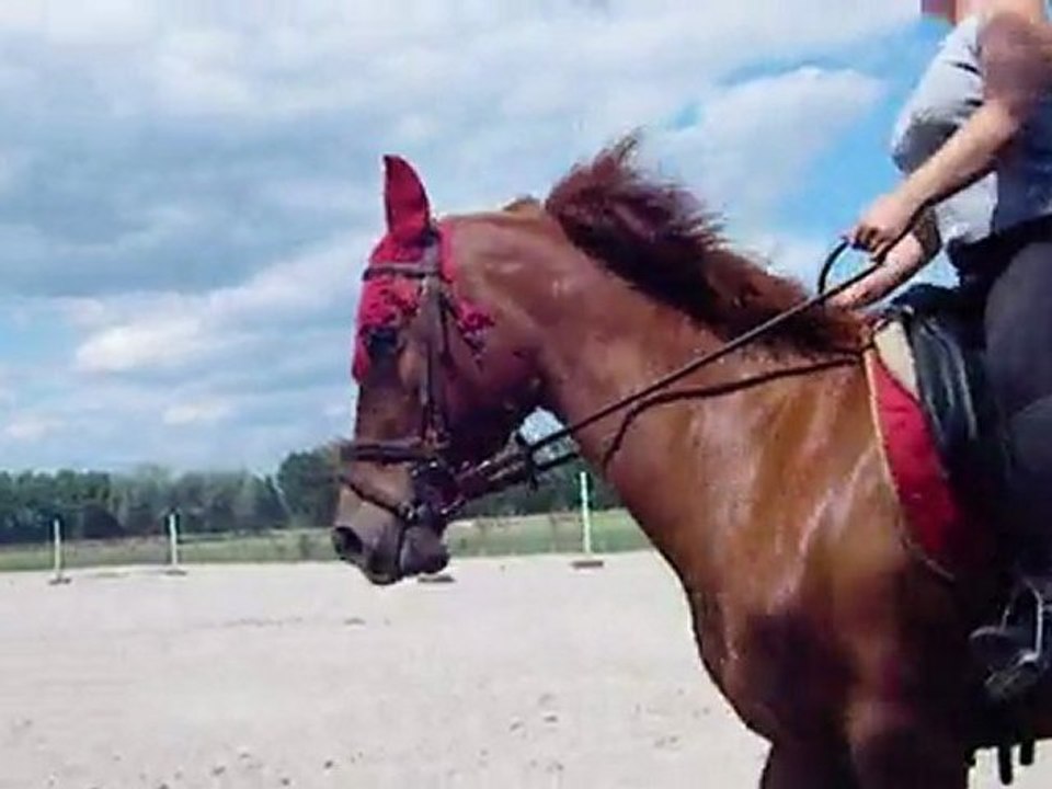 caro dressage 2