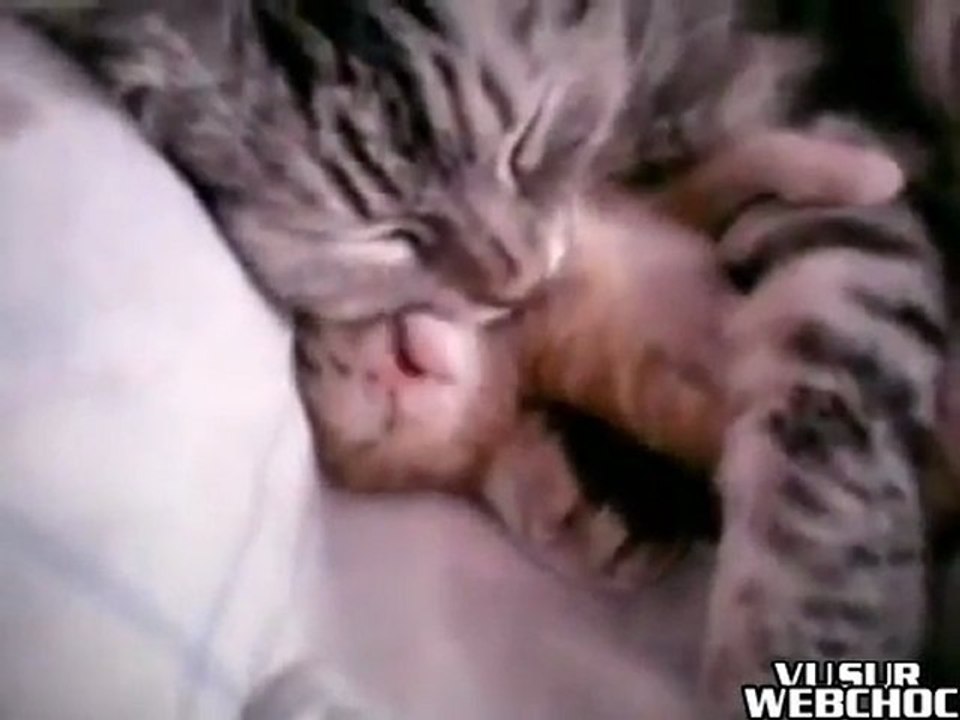 Une chatte fait un gros câlin à son chaton