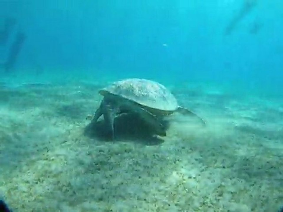 Tortues