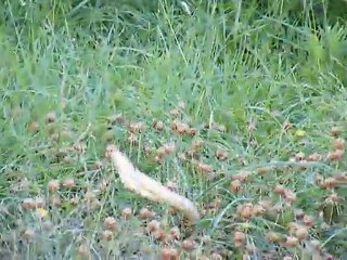 Accouplement de couleuvres .Mai 2011.