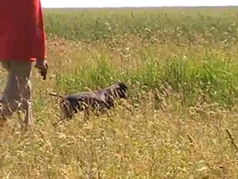 ARRET AU NEZ SUR CAILLE