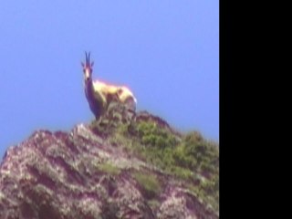 Pic d'Aillary - boucle par Arlet et Aguas Tuertas