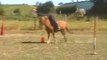 pony mounted games Brigade des stup's + Crazy team sponso