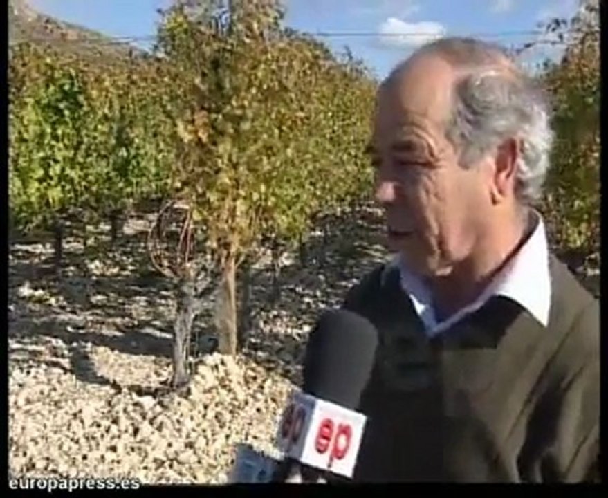 Las uvas de Nochevieja en Vinalpó