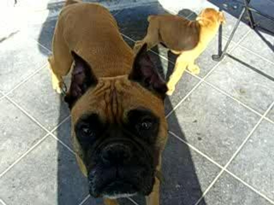 bébé 3 pattes blanches