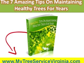 Tree Service Lexington VA|Insect & Pest Control