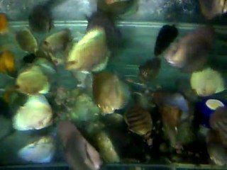 VID-20110527-00002