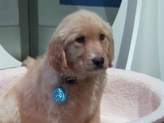 Puppy Tweets by Mattel - ToyXplosion