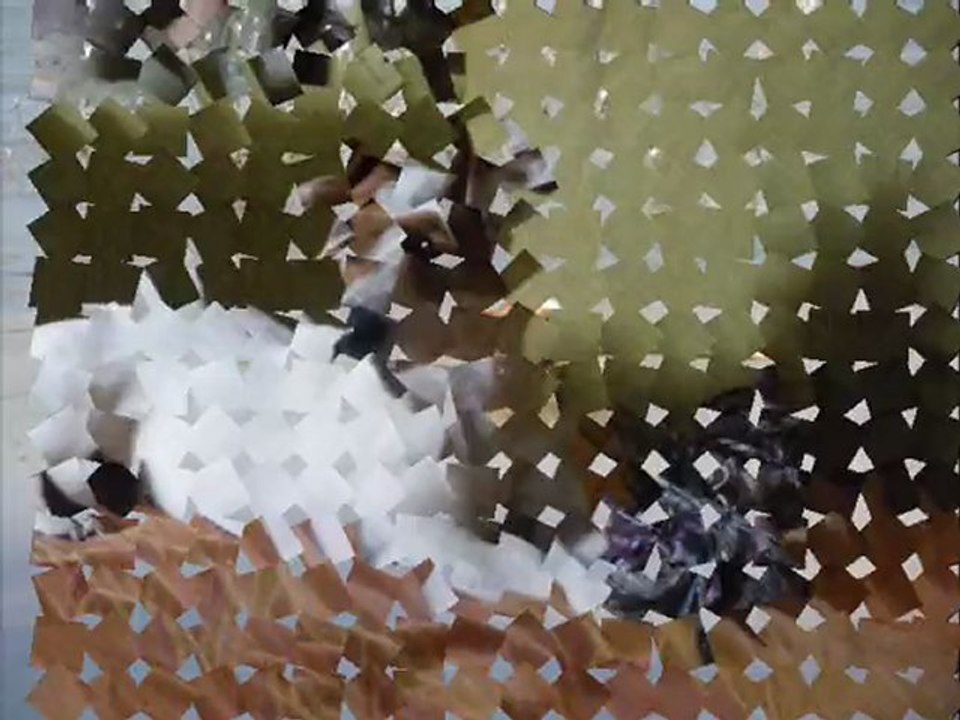 Ptitcul de son vrai nom Cooky