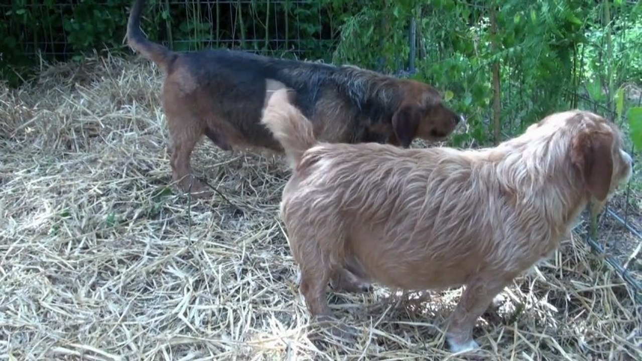 Comice agricole de Saint-Aignan