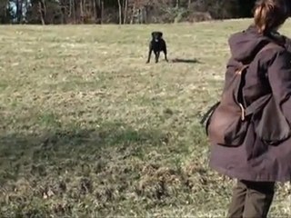 Hundepfeife, Hundetraining mit der Hundepfeife