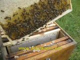 karniol arısı ve gelişimi, arıcılık videosu