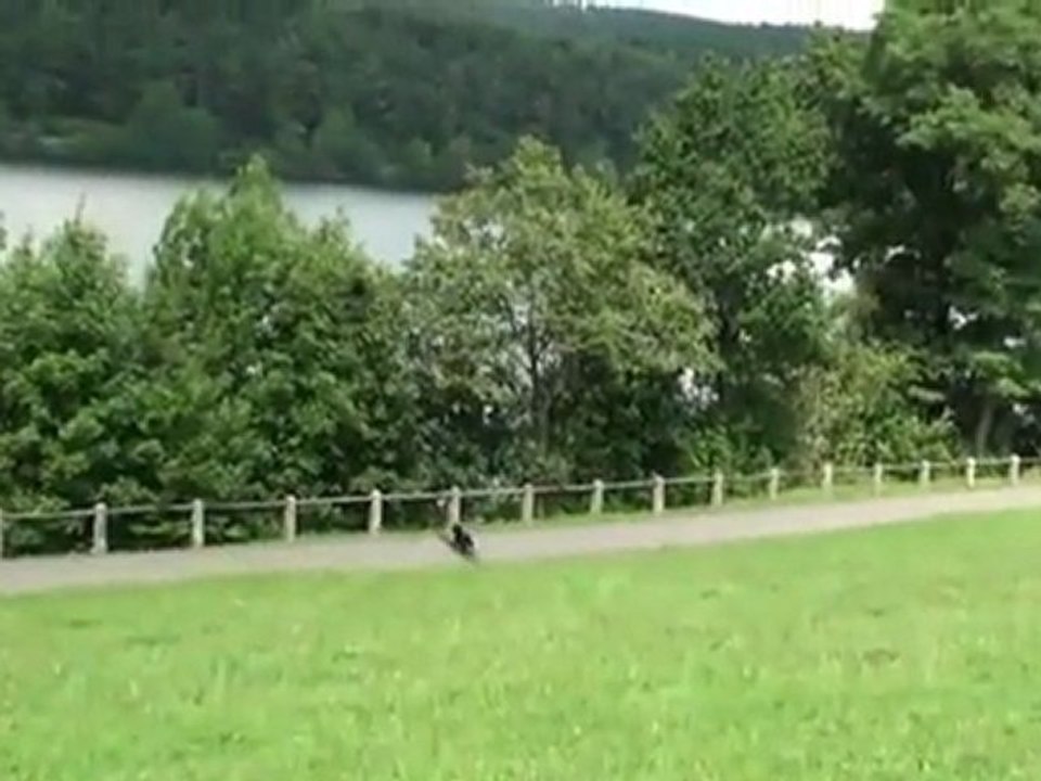 Dummyarbeit mit Labrador Retriever