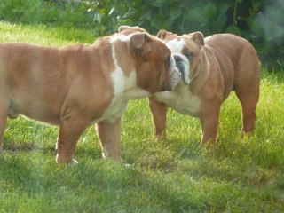 Feeling du Gang des Pirates