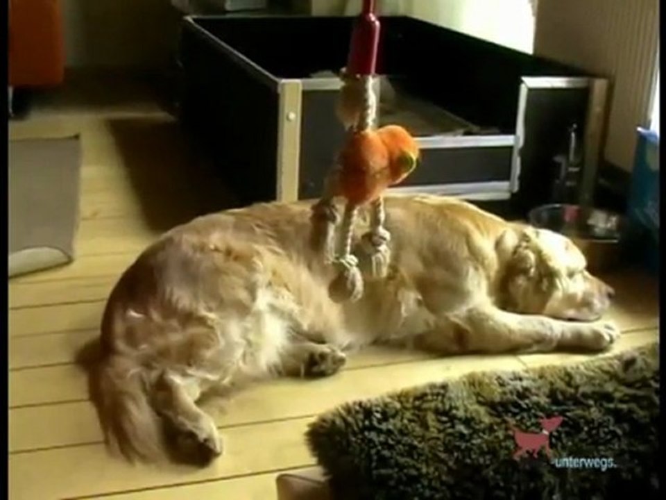 Die ersten Lebenstage einer Golden Retriever Hündin