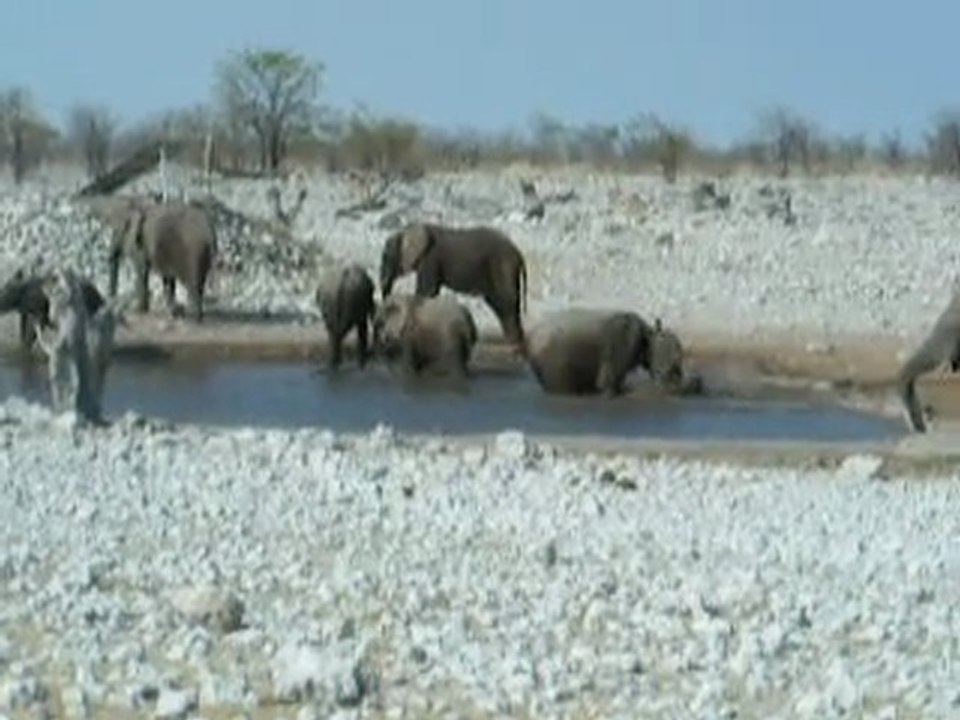Bain des éléphants
