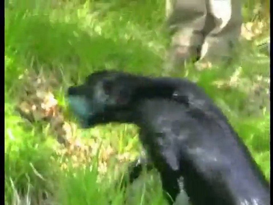 Dummytraining am Wasser | Wasser Dummyarbeit | HUND-unterwegs.de