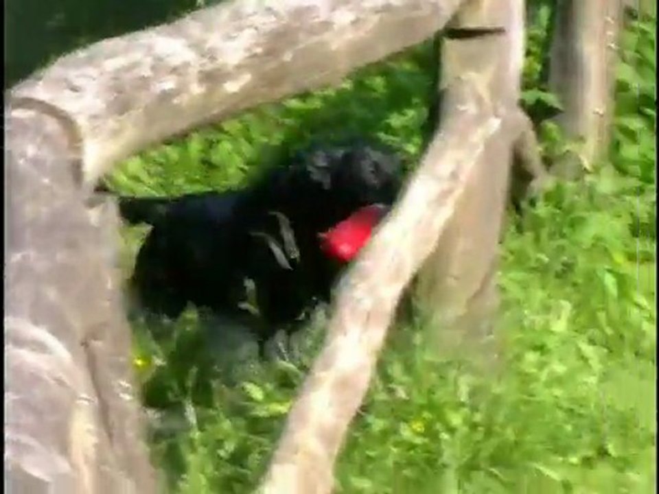 Ruffwear lunker video