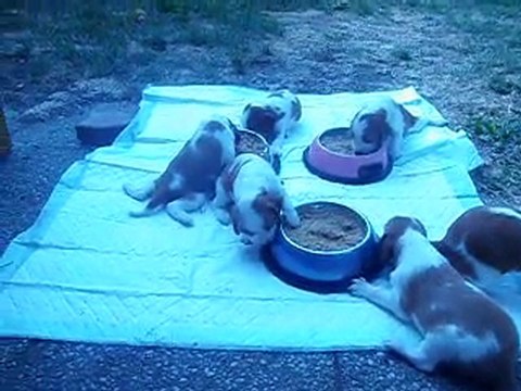 premier repas des chiots