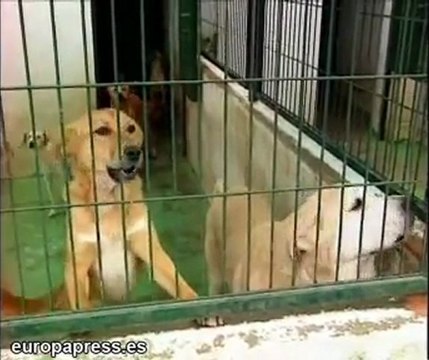 Roban tres galgos en una perrera