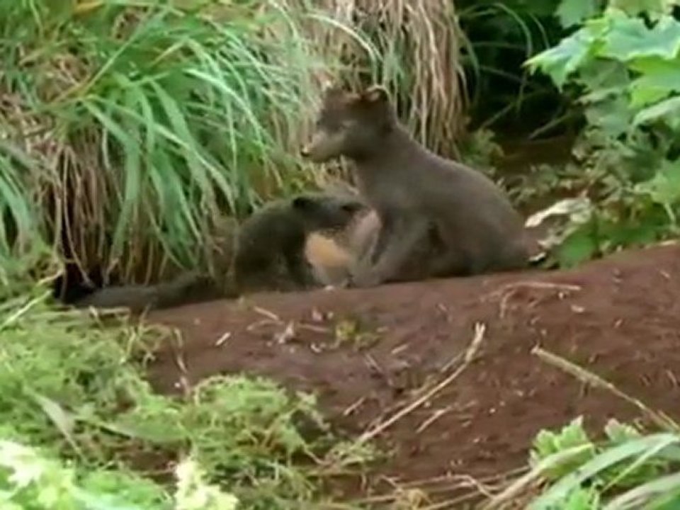 Terres sauvages de Russie: Kamchatka, Paradis S...