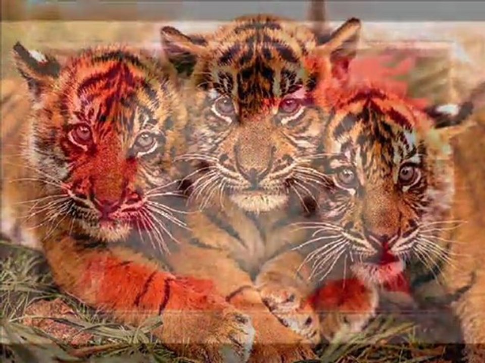 Animaux trop Mignons