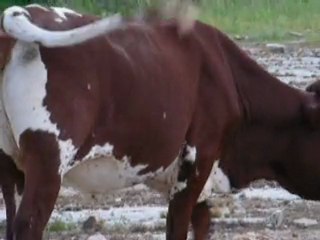 Warthogs with cattle