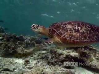 la vie dans le bleu Life in the Blue (HD)