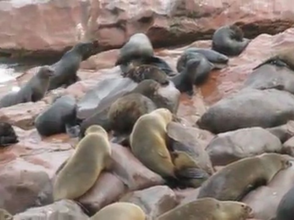 Otaries à fourrre, Cape Cross Namibie