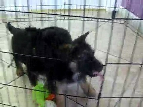 GERMAN SHEPHERD, PUPPIES FOR SALE IN MIAMI,BROWARD. TEL-305-262-7310. WWW.PUPPIESTOGOINC.COM
