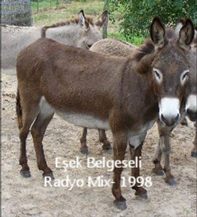 ESEK_BELGESELi