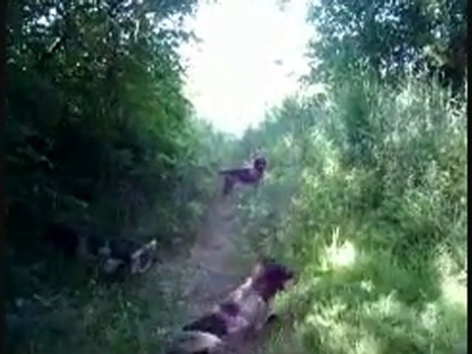 UN TOUR AU BORD DU RHONE AVEC NOS EPAGNEULS SAINT USUGE