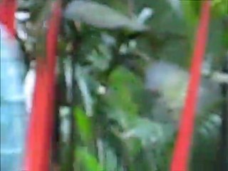 Bomba Verde & Anjo Negro