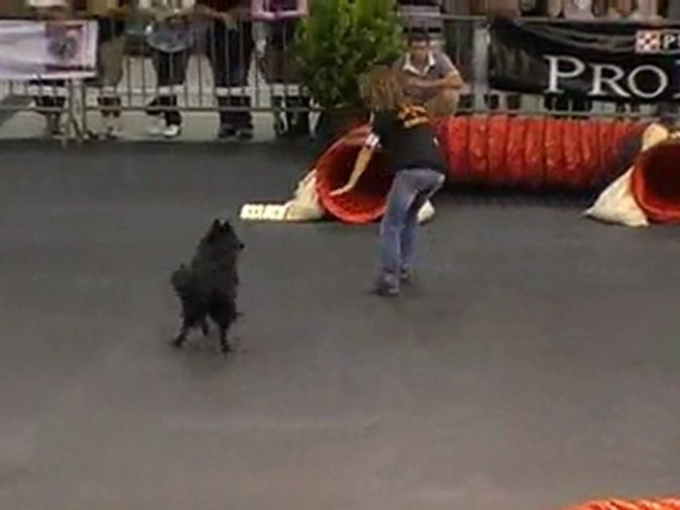 Eiko agility jumping Foire Comtoise 2011