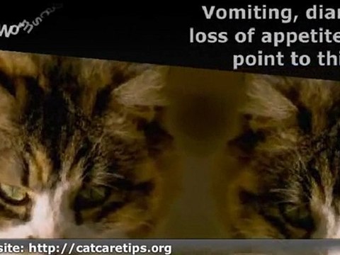 Cat Health Problems Symptoms Cat diseases