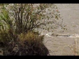 Animals in Masai Mara