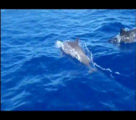 Dauphins Ile de la Reunion