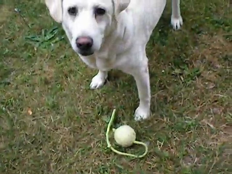 Nono et sa balle de tennis!