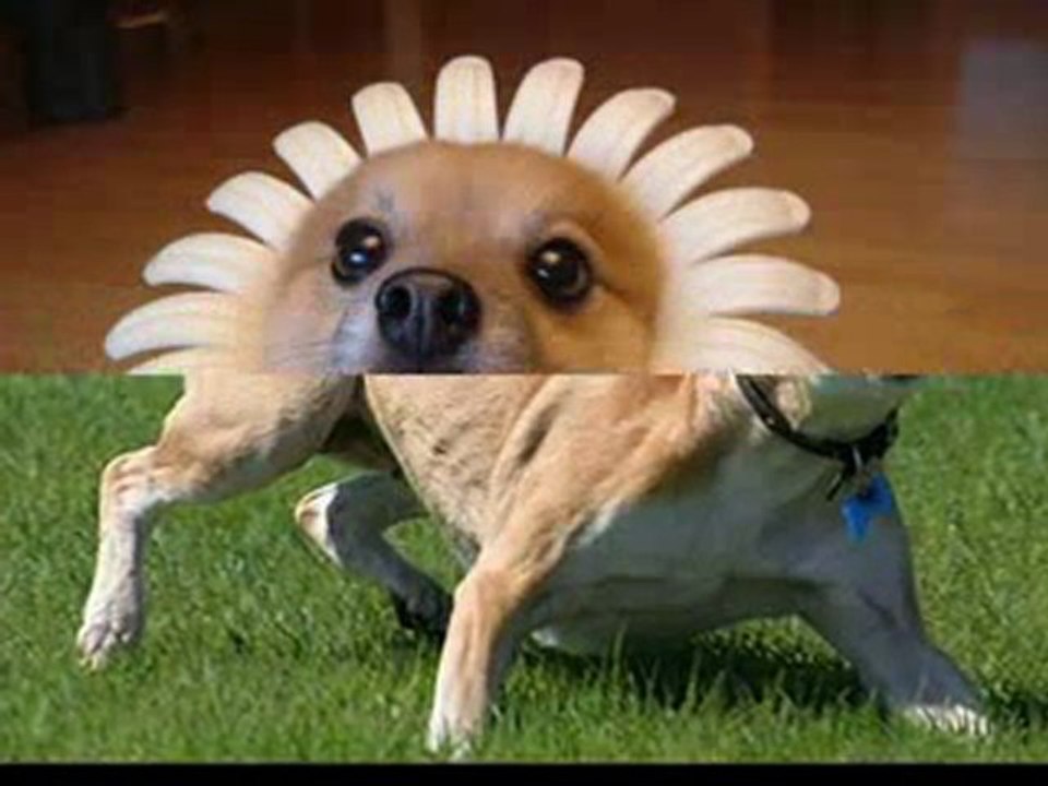 Funny Dogs