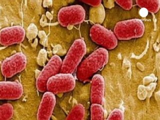 E.Coli : les agriculteurs espagnols réclament réparation